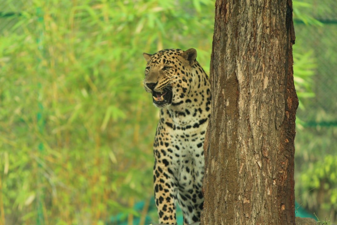 Nature & Wildlife